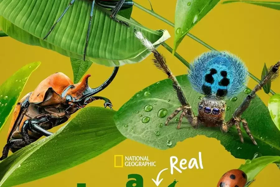 A Real Bugs Life (2024) Season 1 (Episode 1-5 Added) TV Series